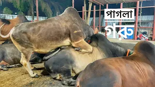 Giant Pagla Goru | কি করল দেখুন | Saara Agro | Exclusive 2021 Collection | The Home of Goru Lovers