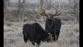 Wildlife Photography-BEST BULL MOOSE/ANTLERS-Jackson Hole/Grand Teton/Yellowstone/Rocky Mountain