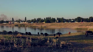 The fascinating life of a modern-day shepherd in the Middle East (God's stories, God's glory)