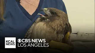 Red-tailed hawk released back into the wild after someone shot it with a pellet gun