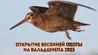 ОТКРЫТИЕ ВЕСЕННЕЙ ОХОТЫ НА ВАЛЬДШНЕПА 2023. Один налёт. Один выстрел. Один вальдшнеп.