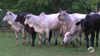 Tudo pronto para o 21º Leilão da Fazenda Oiticica