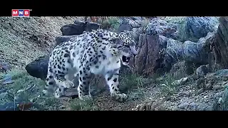 “Ирвэсийн амьдрал” Баримтат кино "Leopard Life" Documentary