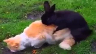 Funny Videos Animals 2015