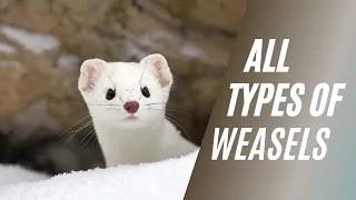 All Types of Weasels