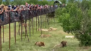 Лев -вожак первый берет кусок на кормлении !