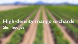 High-density mango orchards: slim hedges