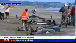 Массовая гибель китов наблюдается у берегов Новой Зеландии