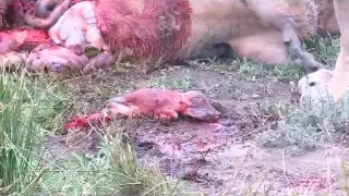 Lions kill pregnant warthog (unseen)