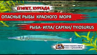 ЕГИПЕТ| Опасные рыбы Красного моря. Рыба игла/ Сарган/ Тилузор/ Tylosurus choram