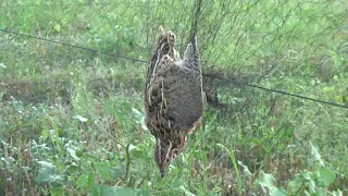 Ловля перепела(бедана) 2.  Catching quail (bedan) 2