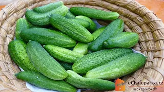 Jak pěstovat okurky nakládačky ze semen. Cucumis sativus