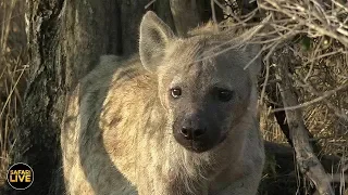 safariLIVE - Sunrise Safari - August 11, 2019