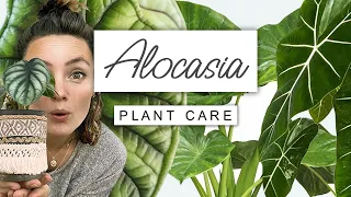 Alocasia Plant Care Guide 🌱 Care TIPS For Elephant Ear
