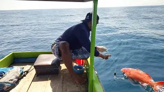 SEKALI TURUN MANCING IKAN SUNU|| langsung strike beruntun seperti mancing di kolam