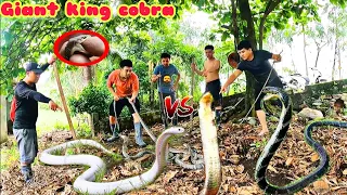 7 brave hunters caught 3 giant man-eating king cobras at an abandoned house | King Kong Vlogs