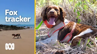 ‘Rocky’ the fox-tracking conservation dog making a big difference | ABC Australia