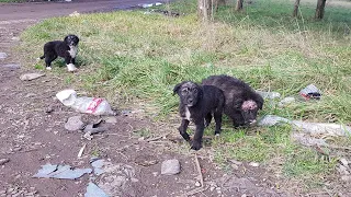 3 Orphaned Puppies Live Sadly, Hiding Behind The Cemetery, Starving And Waiting For The Miracle