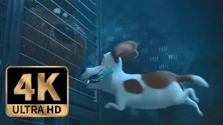 The Secret Life of Pets (2016) - Max Saves Duke Final Scene (10/10)