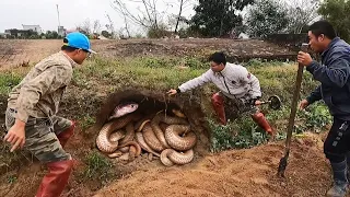 Si Estos Momentos Animales No Hubieran Sido Grabados, Nadie Los Creería