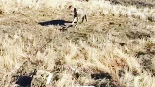 Волк попал на капкан в Дагестане