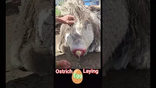 Ostrich laying an egg🥚~ / ostrich bird laying eggs / 🥚 ostrich egg #shorts