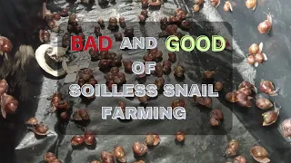 THE BAD AND GOOD OF SOILLESS SNAIL FARMING #snailfarminginNigeria