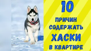 10 причин содержать ХАСКИ в квартире / Интересные факты