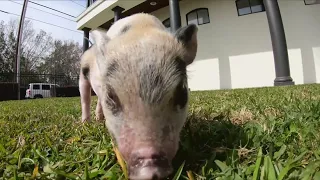Rescued piglet gets new home and pardon
