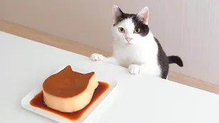 Cat and  Custard Pudding