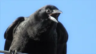 5 Different Crow Sounds