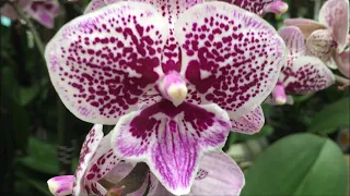 Нереальное Шоу Орхидей в Бауцентре 24 января 2020 г. Это  орхидейная  сказка  у нас в Омске!