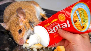 Rats and mice disappear in 2 minutes without poison or traps forever!