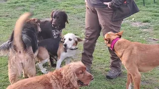 Beaglehündin Sora sucht ein Zuhause