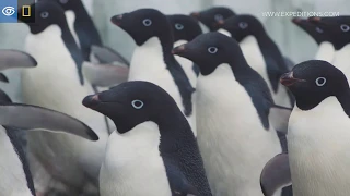 Penguin Sights & Sounds | Antarctica | Lindblad Expeditions-National Geographic