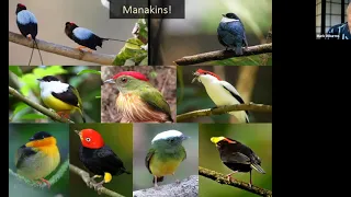 Recording:  What Makes Birds Dance
