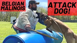 INCREDIBLE FEMALE ATTACK DOG!! BELGIAN MALINOIS | FRENCH RING TRAINING // Andy Krueger