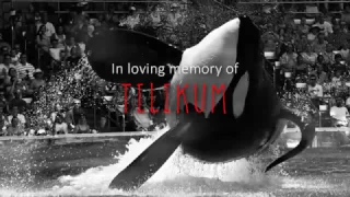 [ Tilikum ] Goodbye, Friend.