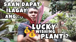 WHERE YOU SHOULD PUT YOUR LUCKY WISHING PLANTS? | HAWAIIAN TI PLANT (CORDYLINE)