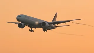 (4K) Incredible morning heavies landing - Plane spotting at Frankfurt airport summer 2019