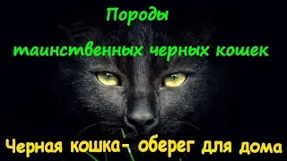 ПОРОДЫ ТАИНСТВЕННЫХ ЧЁРНЫХ КОШЕК Черная кошка- оберег для дома  Black cat-amulet for home