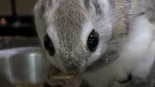 エゾモモンガのハニーちゃん~Russian flying squirrel
