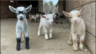 5 curious facts about Pygmy Goats!!!