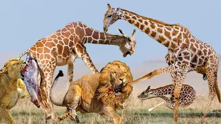 Giraffe kills lions by kicking GIRAFFE KICK LION TO DEATH LION DEFEATED BADLY