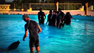 Swimming with Delphins in Friguia Park in Tunisia HD