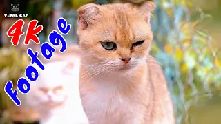 4K Quality Animal Footage - Cats and Kittens Beautiful Scenes Episode 28 | Viral Cat