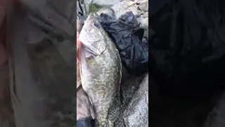 Ауха |Китайский окунь, Амур| Chinese perch|