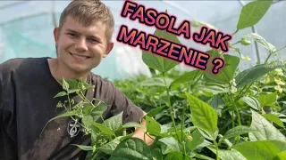 Jak Uzyskać Obfite Plony Fasoli Szparagowej? Te Triki Cię Zaskoczą! @TuneloveLOVE