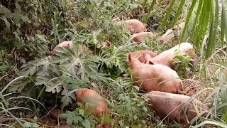 Pigs Outdoor Foraging