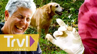 Hunting for White Truffles with Dogs in Croatia | Anthony Bourdain: No Reservations | Travel Channel
